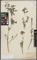 Foto von Salix repens L.